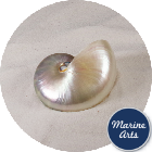 8644 - Nautilus Pearl Standard 7.5cm